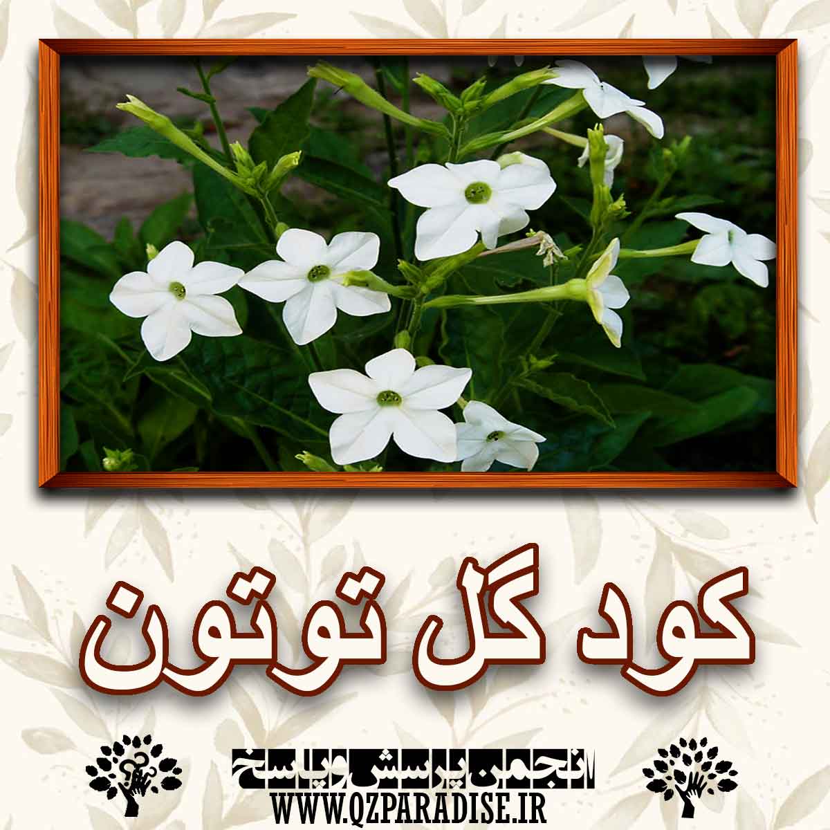 خواص و کاربرد کود گل توتون را شرح دهید ؟ dccd94dc46b107a147b82ebe3892cbae8c18fefc 227 - خواص و کاربرد کود گل توتون را شرح دهید ؟