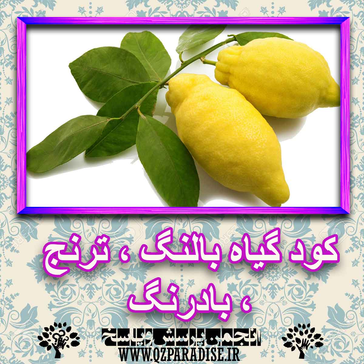 کود مناسب گیاه بالنگ ، ترنج ، بادرنگ چیست و چه خاصیتی دارد؟ dce90ac1b8dacd914d9ffa8ed417b1a1102231c4 227 - کود مناسب گیاه بالنگ ، ترنج ، بادرنگ چیست و چه خاصیتی دارد؟