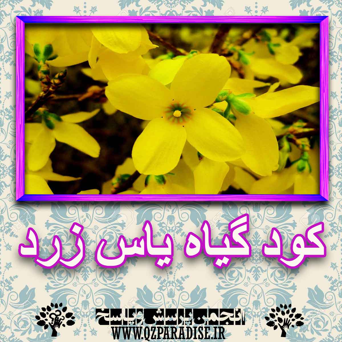 خواص استفاده از گیاه یاس زرد شرح دهید ؟ de060ddfd6cf679a6b82887f96f16af9fb5a12d9 227 - خواص استفاده از گیاه یاس زرد شرح دهید ؟