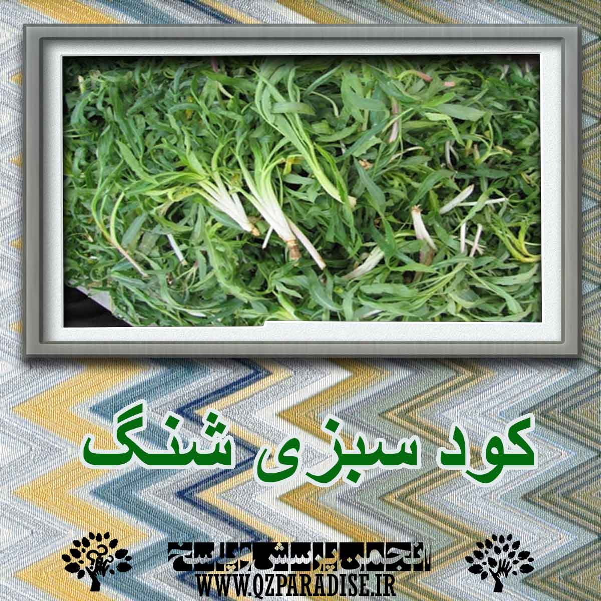 de08fce1efa0cea4ae3b742cd6a836a94d7dde0e 227 - کود سبزی شنگ چیست ؟ چه کاربردی دارد؟