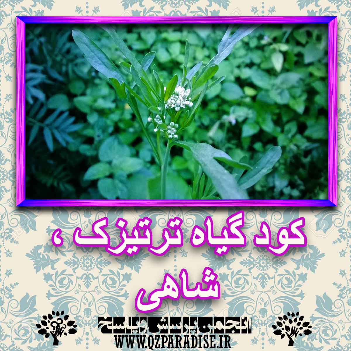 خواص استفاده از کود گیاه ترتیزک ،شاهی را شرح دهید ؟ de432aed230d0668cd4ff4c802f6317b851f887f 227 - خواص استفاده از کود گیاه ترتیزک ،شاهی را شرح دهید ؟