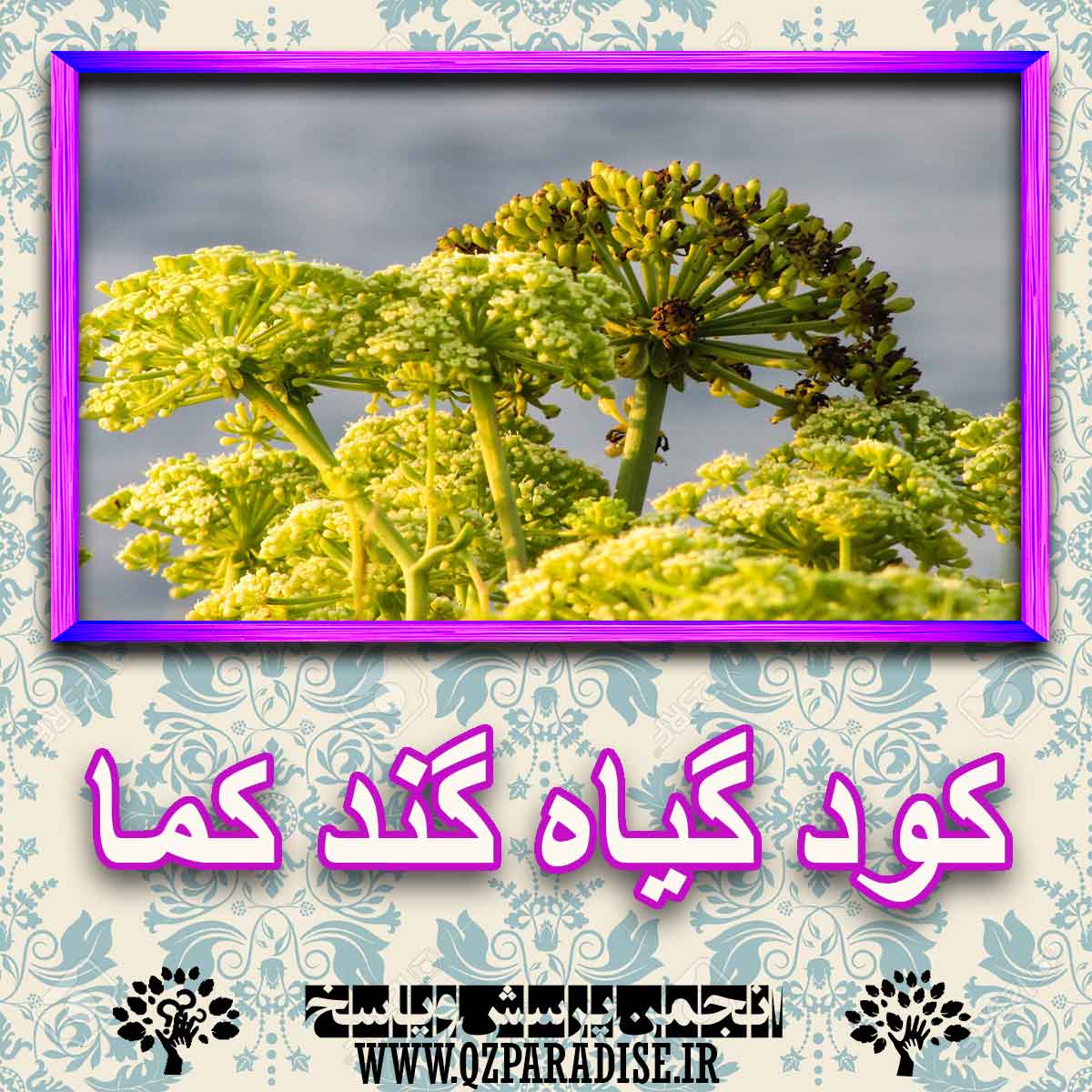 کود مناسب گیاه گند کما چیست و چه خاصیتی دارد؟ de59e396bc93584e9df0d520799e2164b06352c0 227 - کود مناسب گیاه گند کما چیست و چه خاصیتی دارد؟