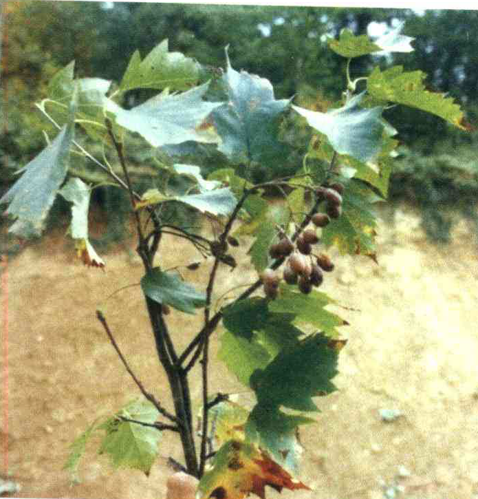 کود مناسب گیاه بارانک چیست و چه خاصیتی دارد؟ dea5eeb71123044a5997ca1e10493262d1959a26 14 - کود مناسب گیاه بارانک چیست و چه خاصیتی دارد؟