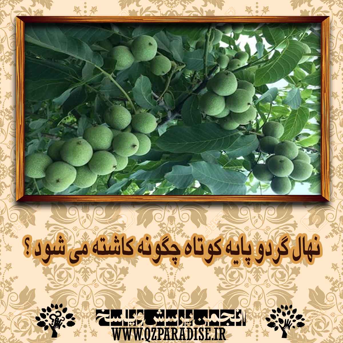 نهال گردو پایه کوتاه چگونه کاشته می شود ؟ debf9284fc898e010ea312392c0b636e671dcc7b 14 - نهال گردو پایه کوتاه چگونه کاشته می شود ؟