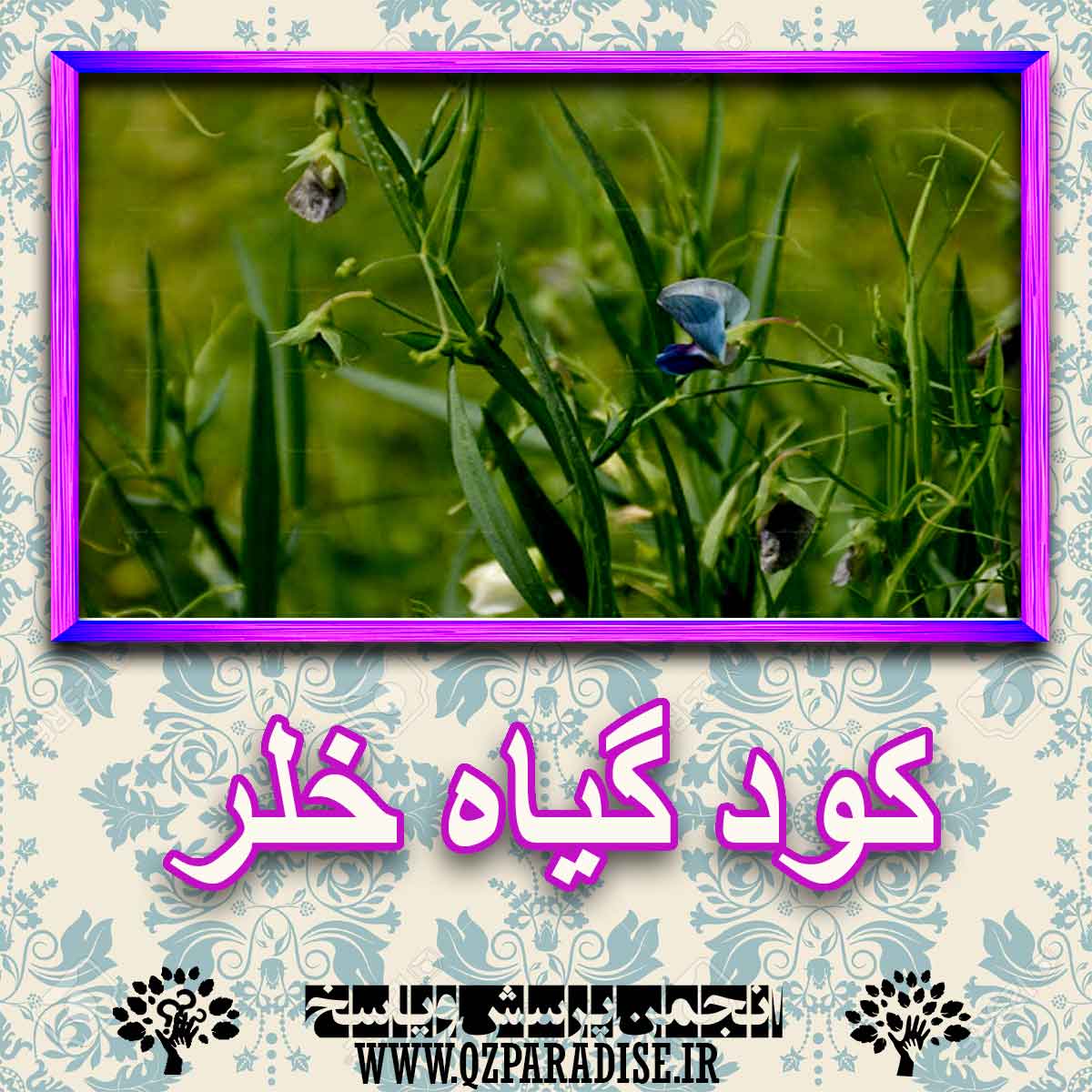 dfaf291ddda0de0a6160cef94a4ae83265dfa92c 227 - کود مناسب گیاه خلر چیست و چه خاصیتی دارد؟