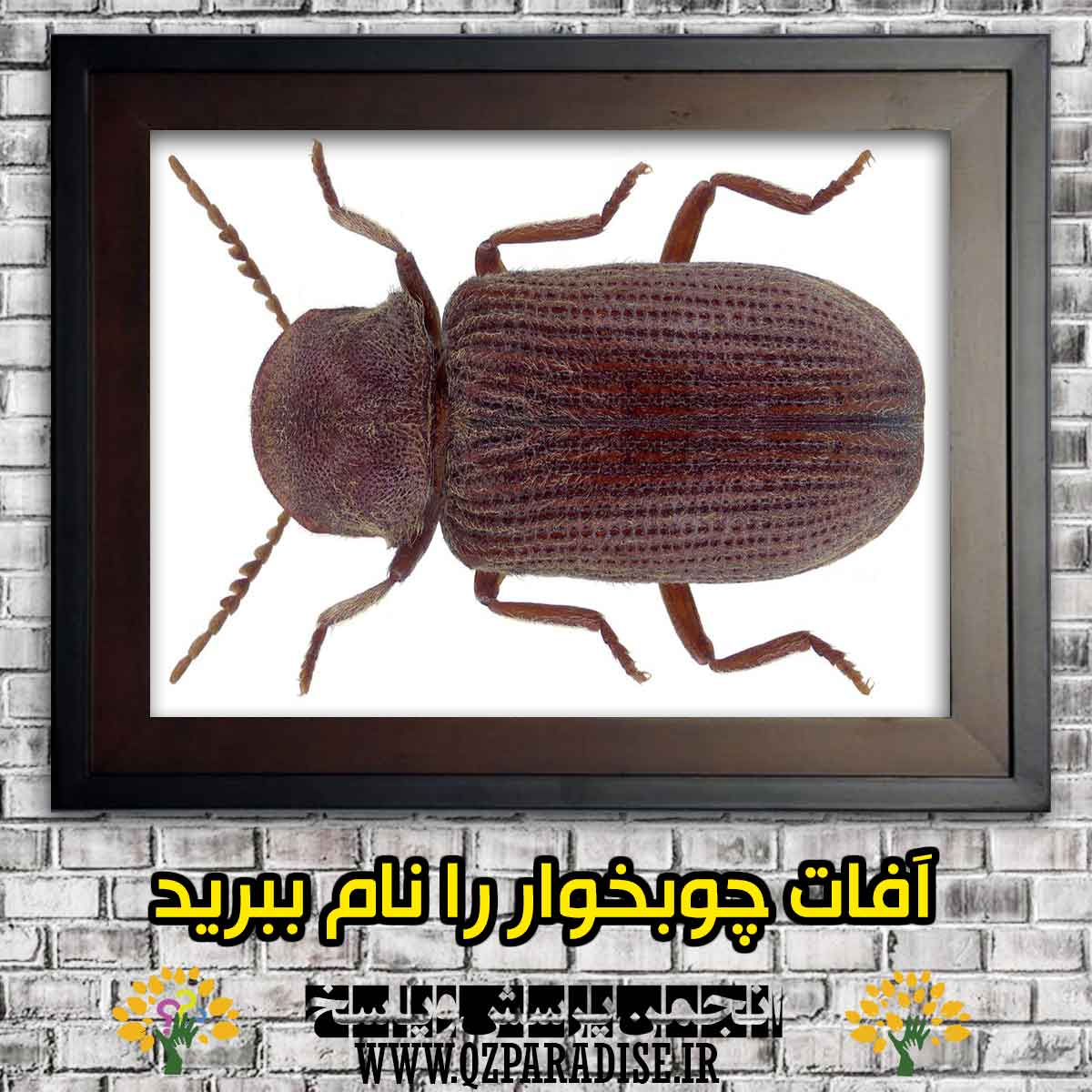 آفات چوبخور را نام برده و شرح دهید؟ dfe660e8a2064980fcde84278606f6a12a6ce292 147 - آفات چوبخور را نام برده و شرح دهید؟
