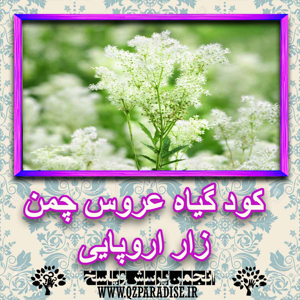 کود مناسب گیاه عروس چمن زار اروپایی چیست و چه خاصیتی دارد؟ e0ac9a89bcb992f22e88ec35205d7191507ce04e 227 - کود مناسب گیاه عروس چمن زار اروپایی چیست و چه خاصیتی دارد؟