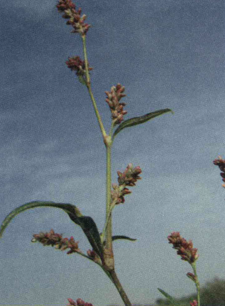 کود مناسب گیاه هفت بند هلویی چیست و چه خاصیتی دارد؟ e0b1eb257eaeeb4bae3f1631c229adce94ede60f 14 - کود مناسب گیاه هفت بند هلویی چیست و چه خاصیتی دارد؟