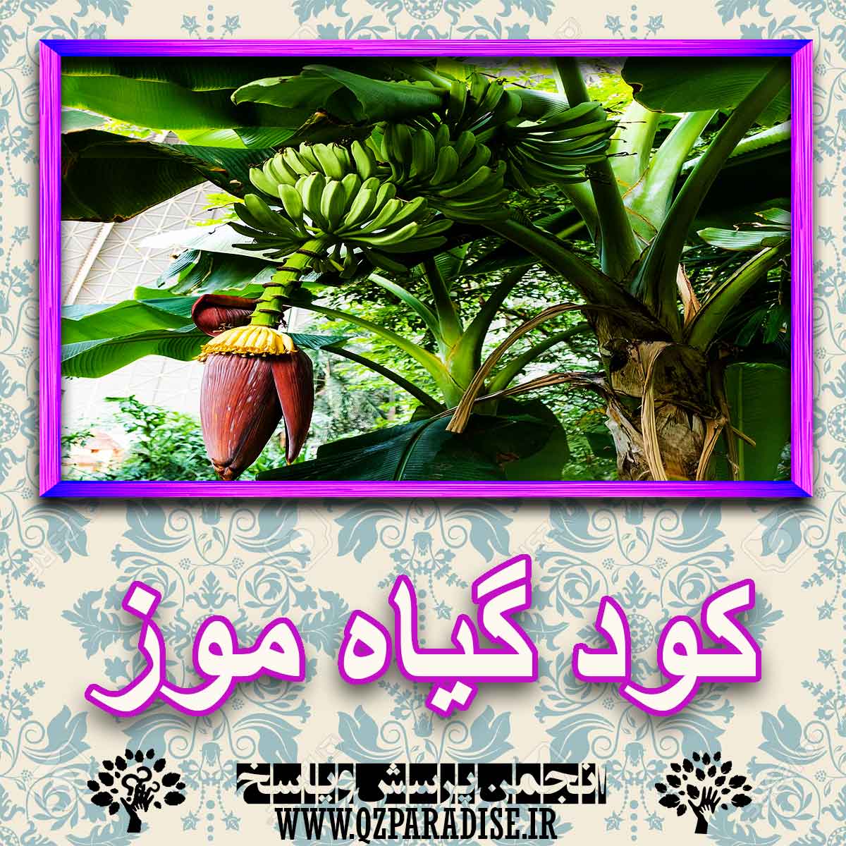 خواص استفاده از گیاه موز را شرح دهید ؟ e14f0df6e2280690887830b399b6ac2a9ae99e02 227 - خواص استفاده از گیاه موز را شرح دهید ؟