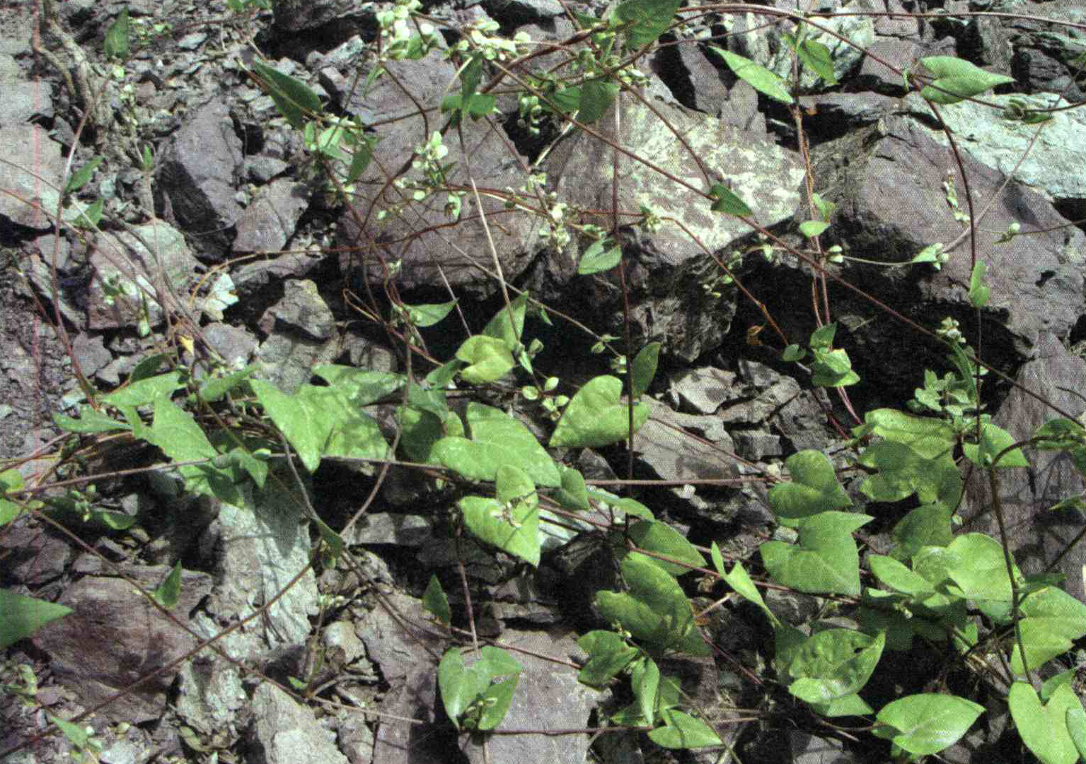 کود مناسب گیاه هفت بند بیشه زاری، هفت بند جنگلی چیست و چه خاصیتی دارد؟ e1d1572cf30b1c3acb89bea3c68eaa19a8ca98ed 14 - کود مناسب گیاه هفت بند بیشه زاری، هفت بند جنگلی چیست و چه خاصیتی دارد؟