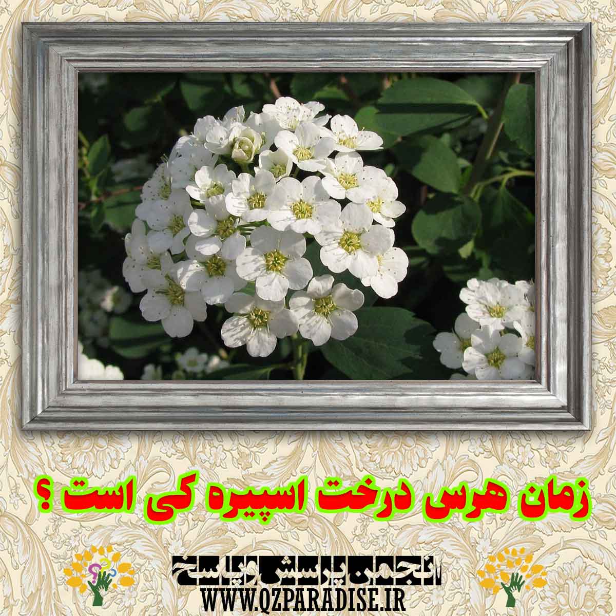 e23c67b4d7d00561a7ada5c8fced9144ce3ceecb 290 - زمان هرس درخت اسپیره کی است؟