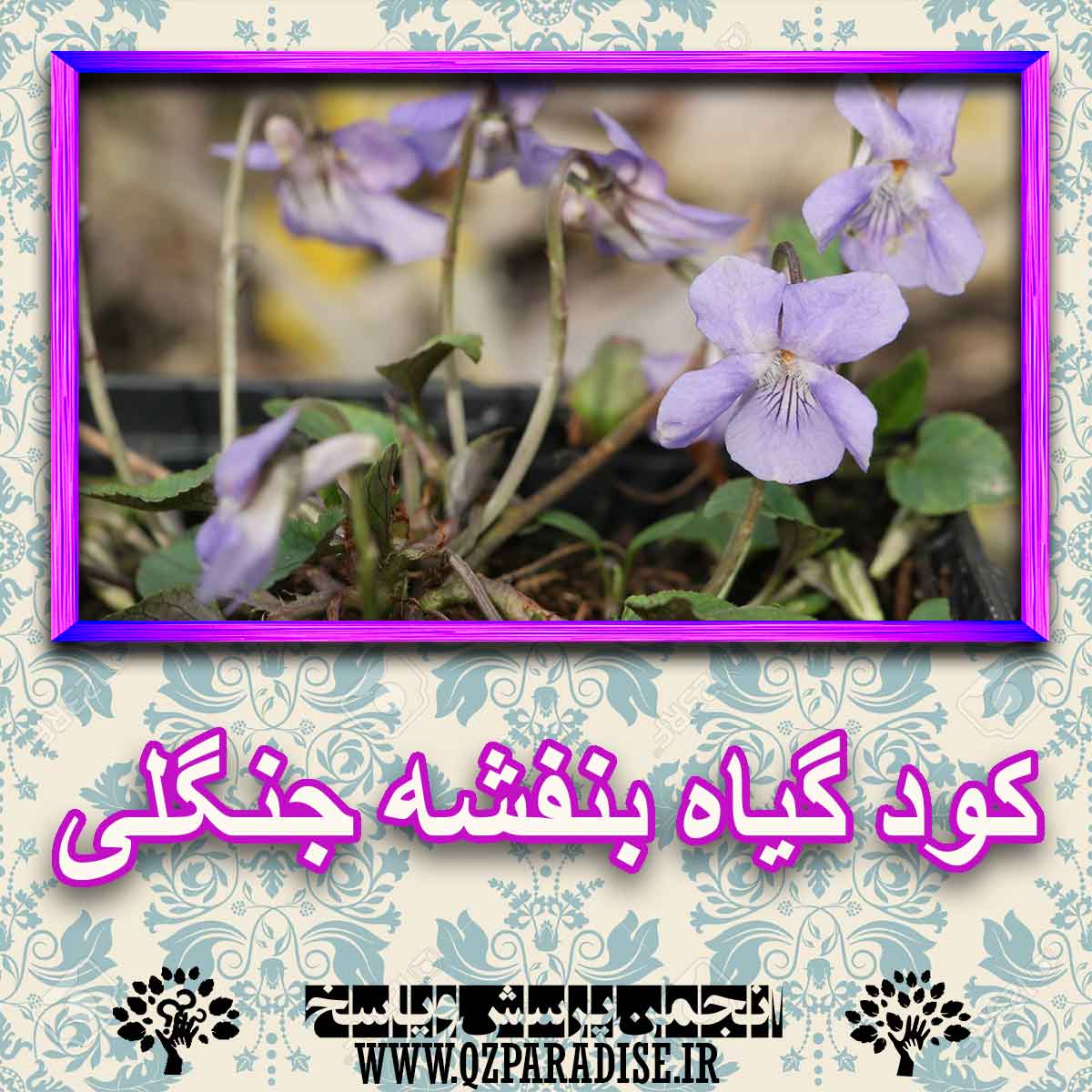 کود مناسب گیاه بنفشه جنگلی چیست و چه خاصیتی دارد؟ e2858bfca88cafdcf2d0f0b7f50092e0af091ed4 227 - کود مناسب گیاه بنفشه جنگلی چیست و چه خاصیتی دارد؟