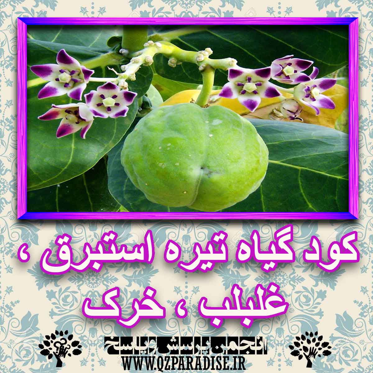 خواص استفاده از کود گیاه تیره استبرق ، غلبلب ، خرک را شرح دهید ؟ e2dfca3b7f03989e9bd6bb4de49c25c7765d0296 227 - خواص استفاده از کود گیاه تیره استبرق ، غلبلب ، خرک را شرح دهید ؟