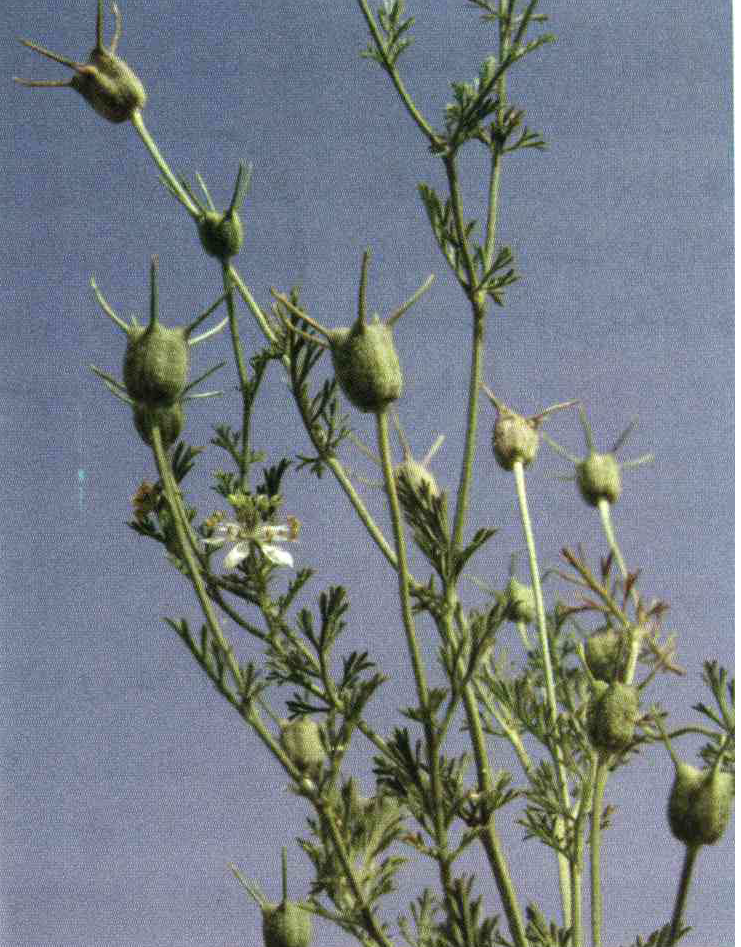 کود مناسب گیاه سیاه دانه شونیز چیست و چه خاصیتی دارد؟ e2f597215505ce3a94f8b25dd9cca389e81859be 14 - کود مناسب گیاه سیاه دانه شونیز چیست و چه خاصیتی دارد؟