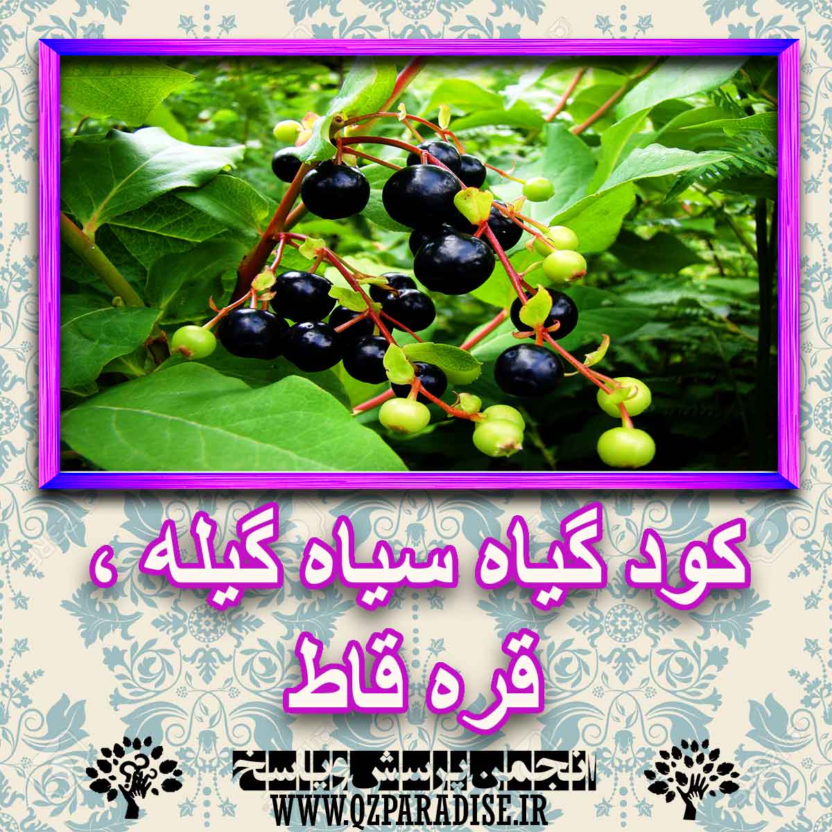 e3011eb90151e4518da0a40d5b38c2a92f4b9fb2 227 - خواص استفاده از کود گیاه سیاه گیله ، قره قاط شرح دهید ؟