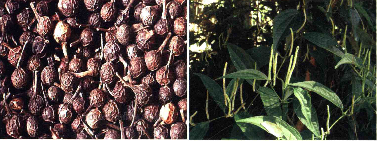 کود مناسب گیاه کبابه چینی ، کبابه چیست و چه خاصیتی دارد؟ e3beb212f13b72622c279363e42dfff8248cbb5a 14 - کود مناسب گیاه کبابه چینی ، کبابه چیست و چه خاصیتی دارد؟