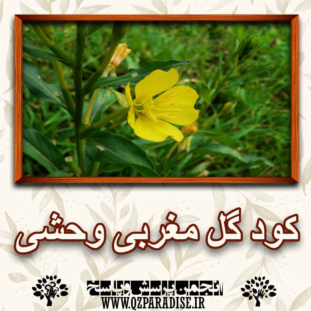 خواص و فواید کود گل مغربی وحشی را شرح دهید؟ e59b9f6244784b2fde68c67a0be360b49924f674 227 - خواص و فواید کود گل مغربی وحشی را شرح دهید؟