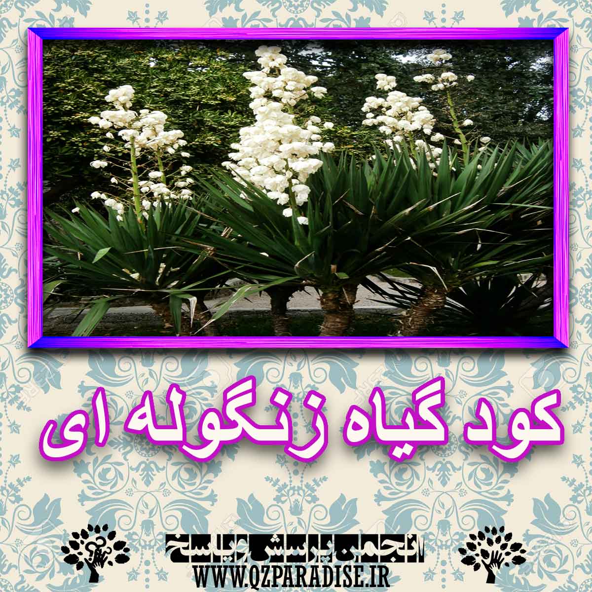 خواص استفاده از گیاه-زنگوله-ای را شرح دهید ؟ e5dfa1bafab73cbb6d34c98b3dc23c283628cf5f 227 - خواص استفاده از گیاه-زنگوله-ای را شرح دهید ؟