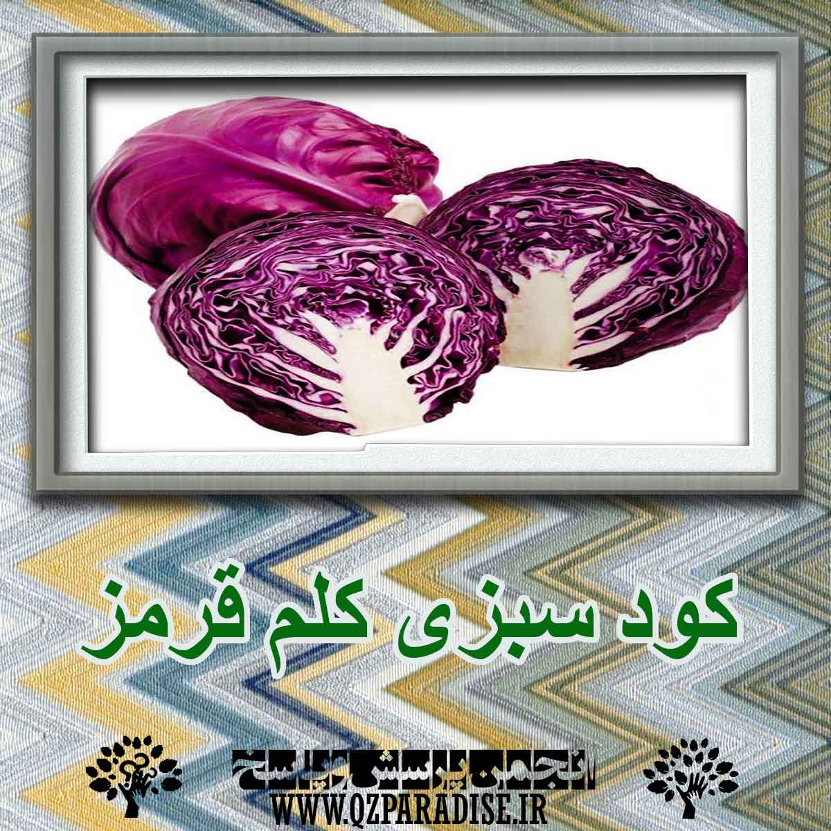 e65b2ea291e07b411af5d869dbb1b0682b63a8b5 227 - کود سبزی کلم قرمز؟ چه کاربردی دارد؟