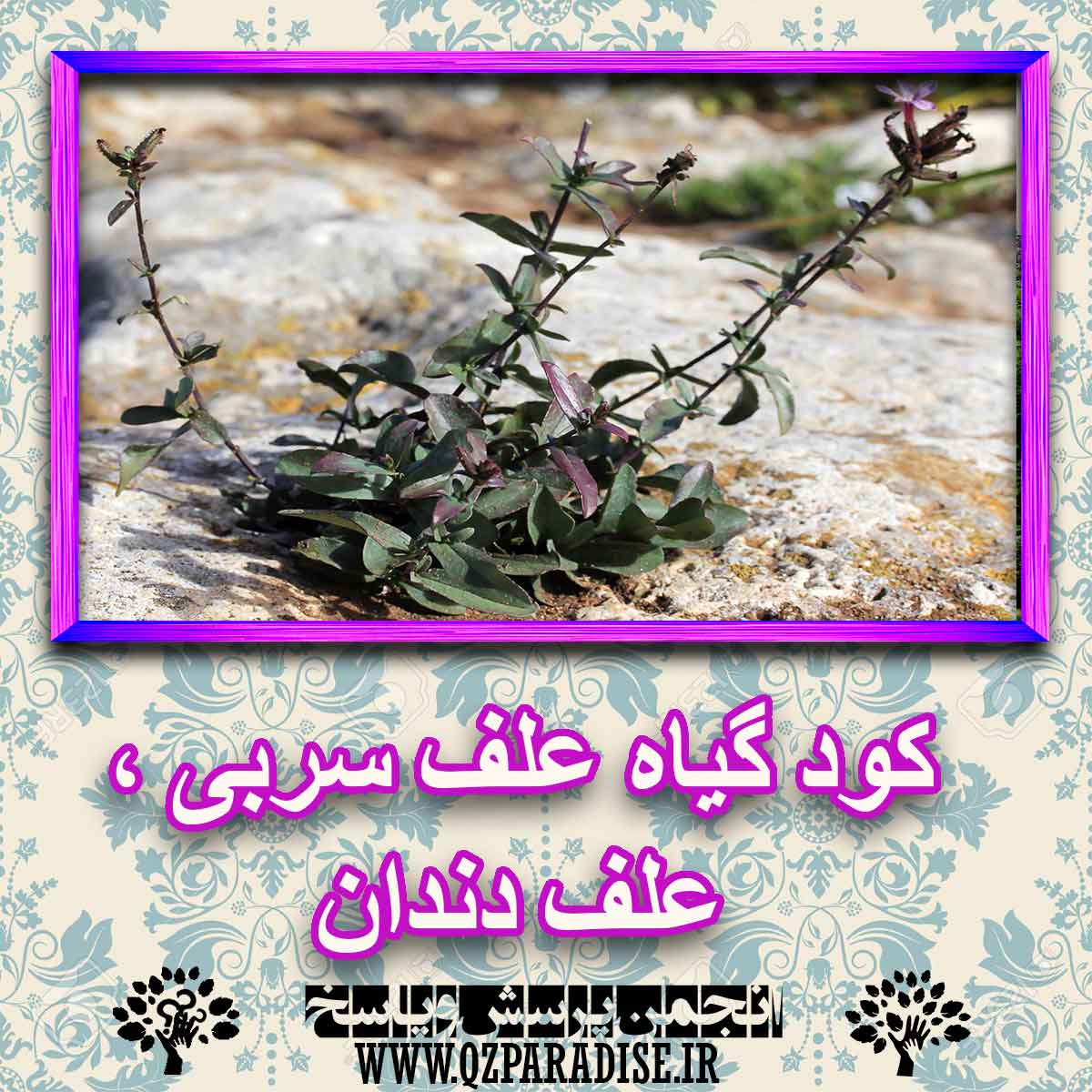 کود مناسب گیاه علف سربی ، علف دندان چیست و چه خاصیتی دارد؟ e68e59b851af5f401348a317eb0704dc8005d17f 227 - کود مناسب گیاه علف سربی ، علف دندان چیست و چه خاصیتی دارد؟