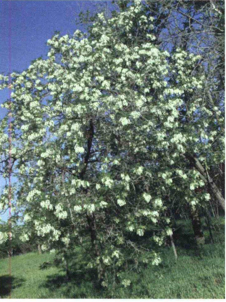 کود مناسب گیاه اقایا چیست و چه خاصیتی دارد؟ e6e5b6b398e56b1b0f9bc923fdd803b834555be1 14 - کود مناسب گیاه اقایا چیست و چه خاصیتی دارد؟