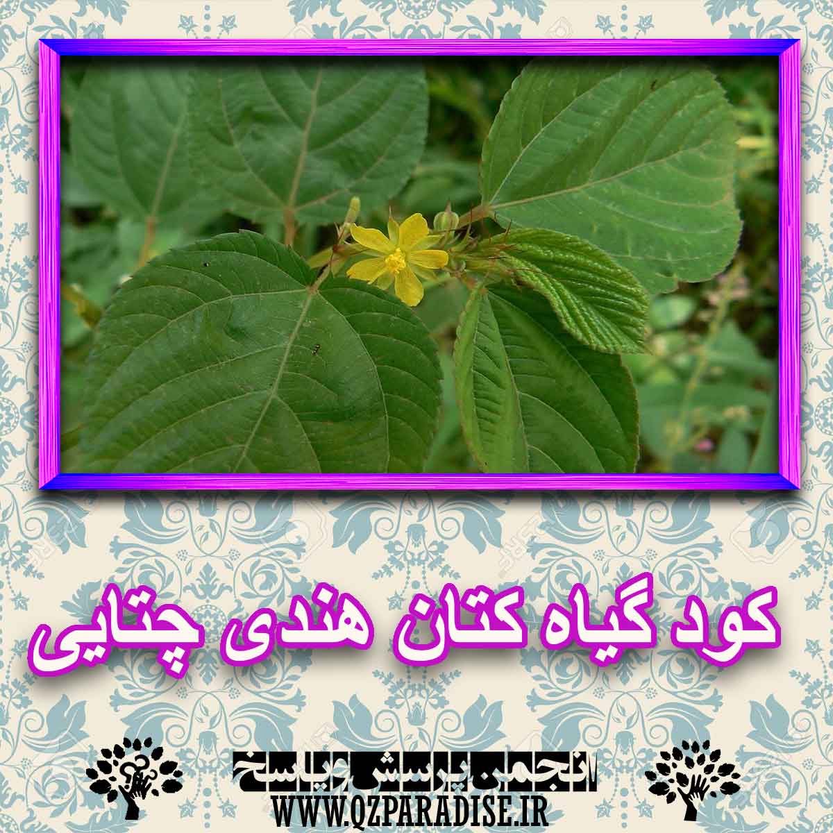 کود مناسب گیاه کتان هندی چتایی چیست و چه خاصیتی دارد؟ e6f2e015a5849217e9a66cca661c0e28dc430ea5 227 - کود مناسب گیاه کتان هندی چتایی چیست و چه خاصیتی دارد؟