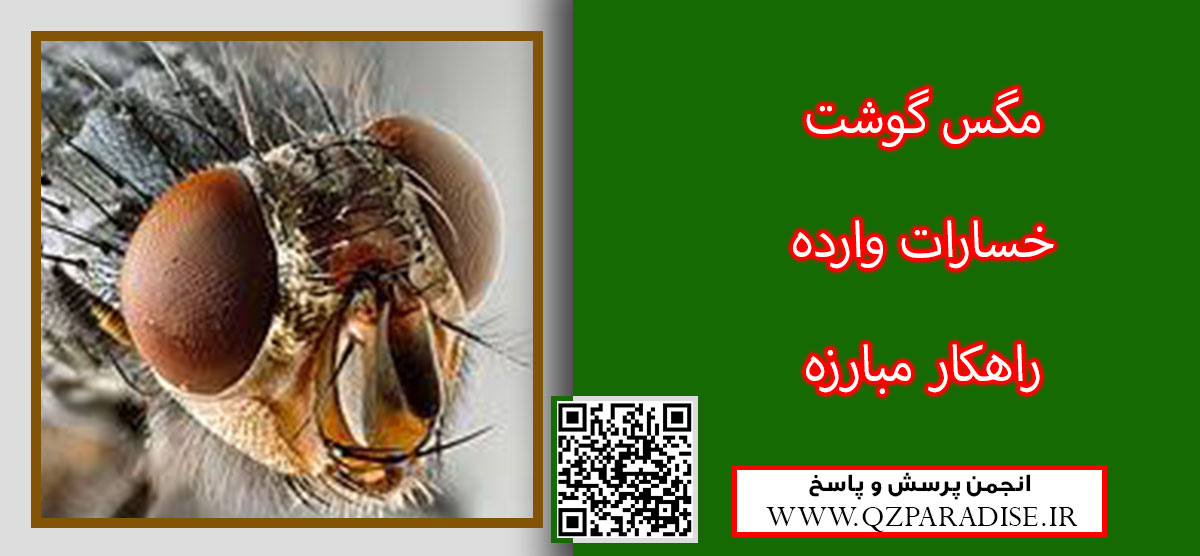 مگس های گوشت را معرفی کنید ؟ e73ff24b7e64974c915bdc684e4bf19cad517f4e 14 - مگس های گوشت را معرفی کنید ؟