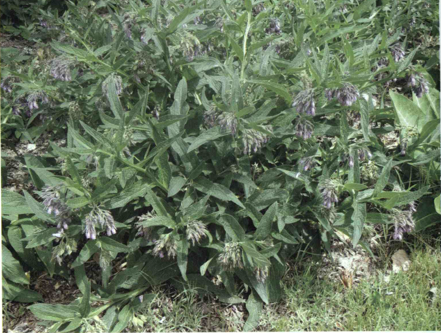 خواص استفاده از گیاه هماور را شرح دهید ؟ e7ce368d7cccaf29ced103dc1ac04ae57a45dcf6 14 - خواص استفاده از گیاه هماور را شرح دهید ؟