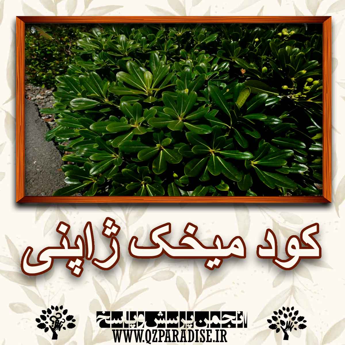 e8a7f1f1a7499522d36bc092495d8f352c2efb08 227 - خواص کود گیاه میخک ژاپنی را شرح دهید ؟