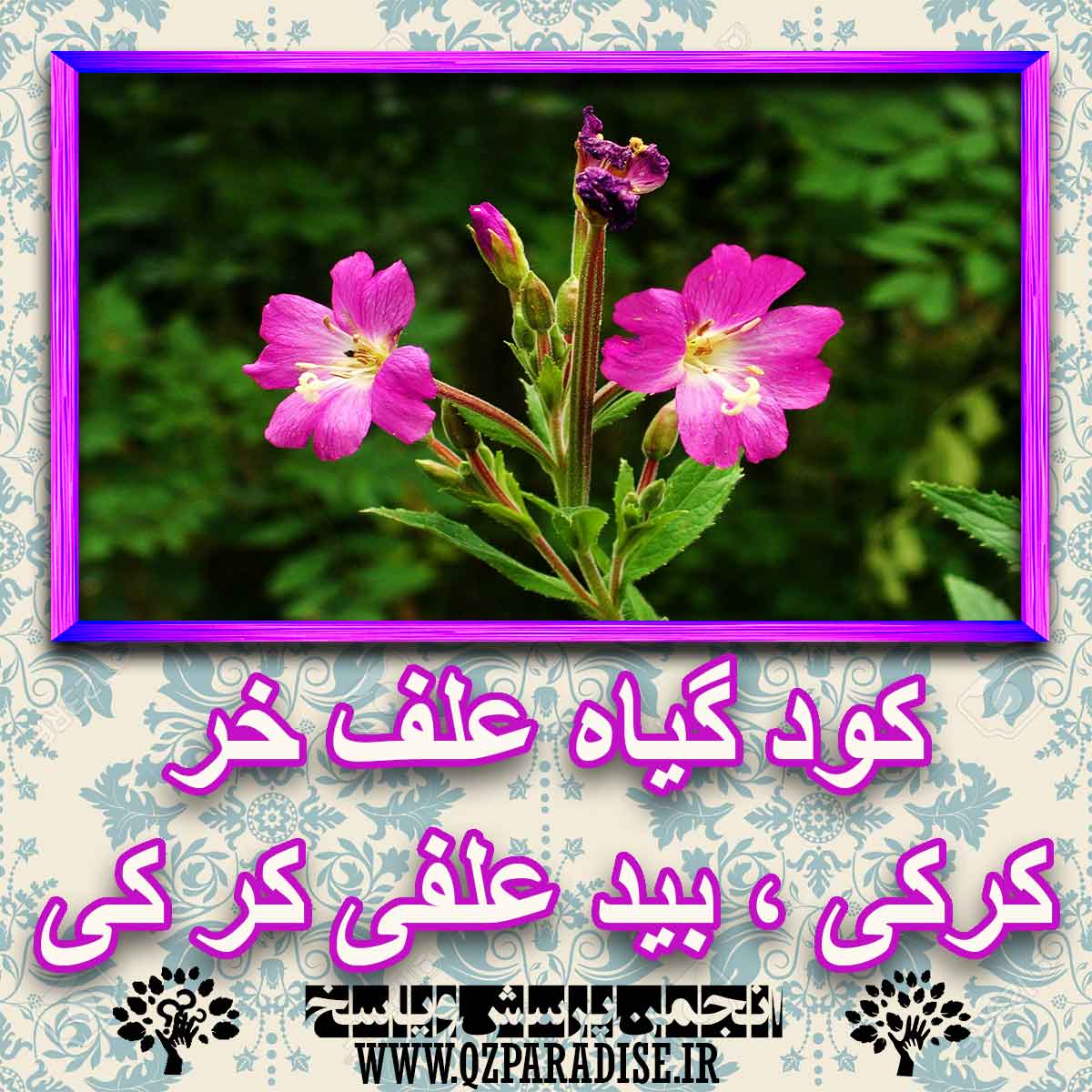 خواص استفاده از گیاه-علف-خر-کرکی-بید-علفی-کر-کی را شرح دهید ؟ e8ca78557e1e0a80c61a6c841806b6cb2d8f81b4 227 - خواص استفاده از گیاه-علف-خر-کرکی-بید-علفی-کر-کی را شرح دهید ؟