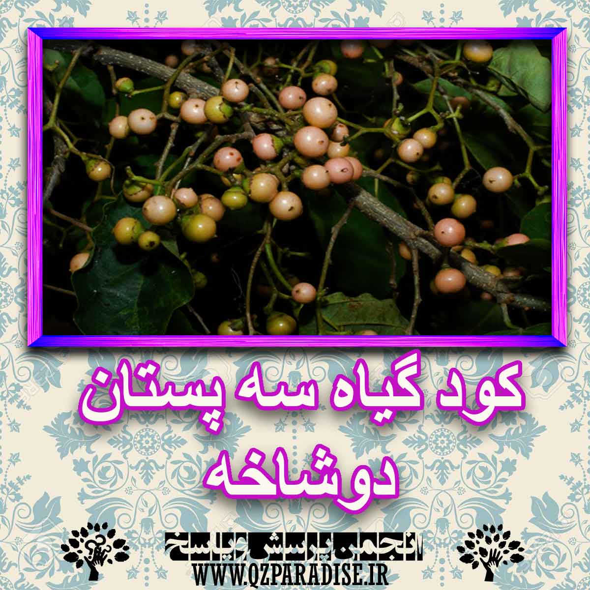 e937eb208cddc033f644b9edac1d355ddf0e527f 227 - خواص استفاده از کود گیاه سه پستان دوشاخه شرح دهید ؟