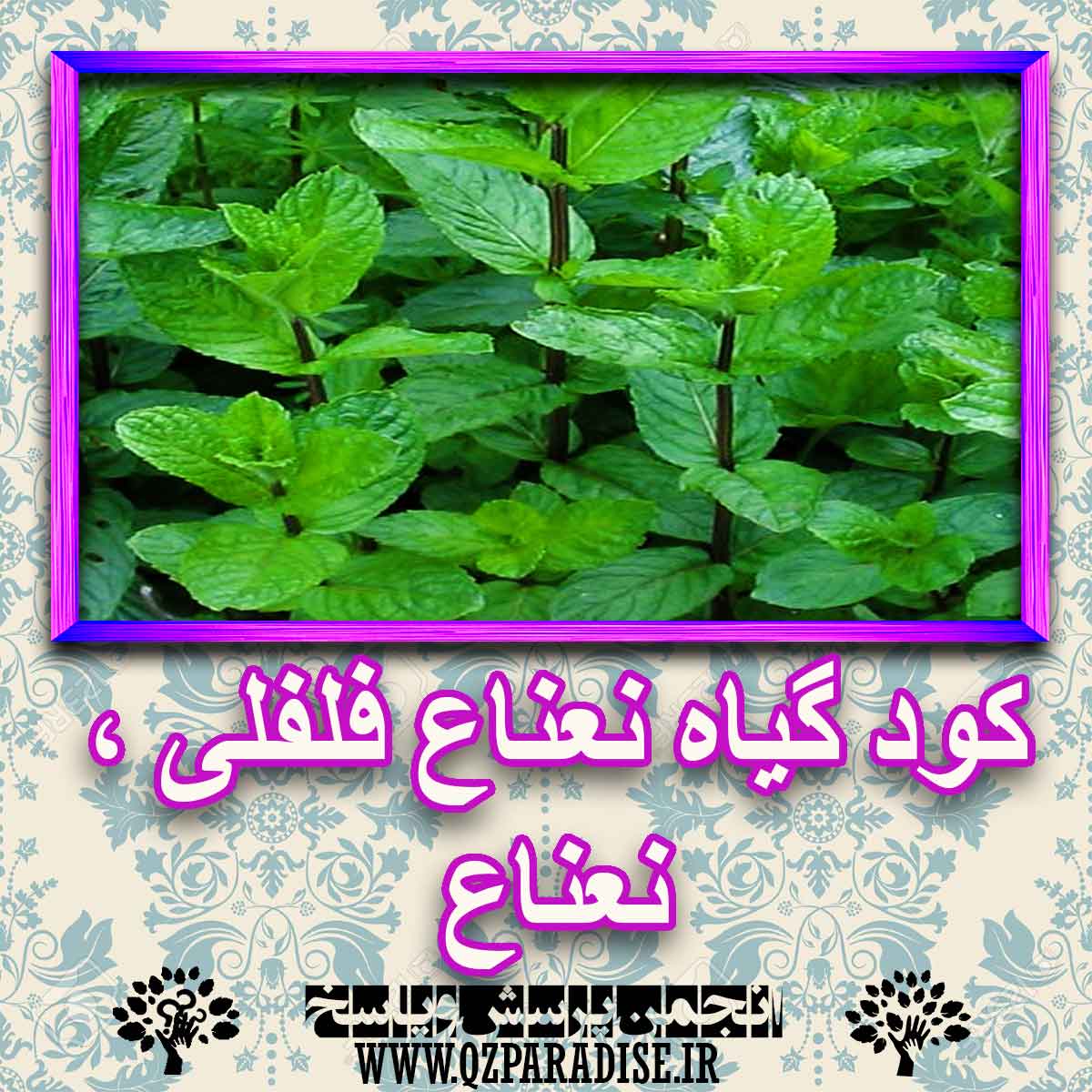خواص استفاده از گیاه نعناع فلفلی نعناع شرح دهید ؟ e96aec3d3ac489f9dd03b6470abcad98492fe189 227 - خواص استفاده از گیاه نعناع فلفلی نعناع شرح دهید ؟
