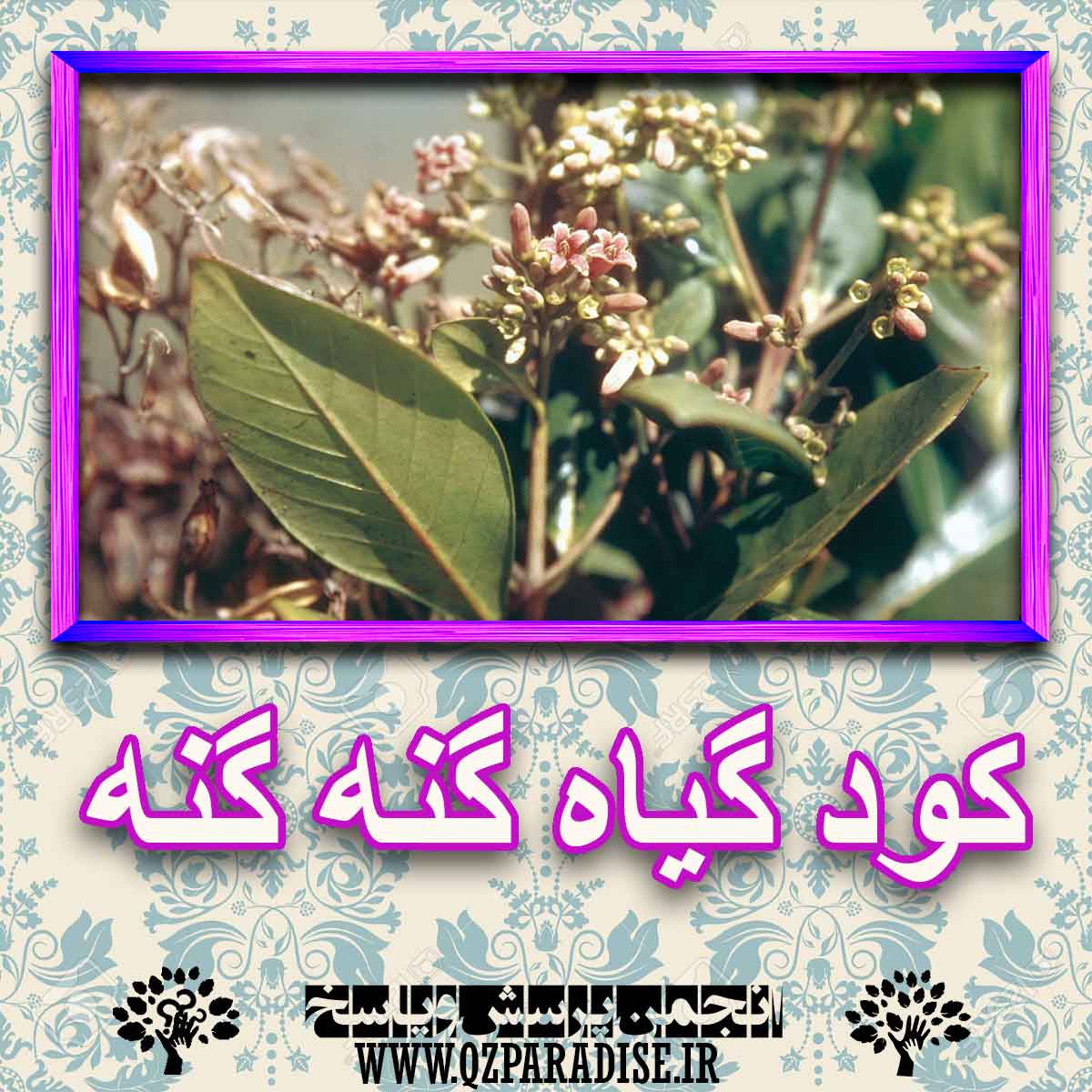 کود مناسب گیاه گنه گنه چیست و چه خاصیتی دارد؟ e97e9e48128375337132178c4133be8ef8f7988d 227 - کود مناسب گیاه گنه گنه چیست و چه خاصیتی دارد؟