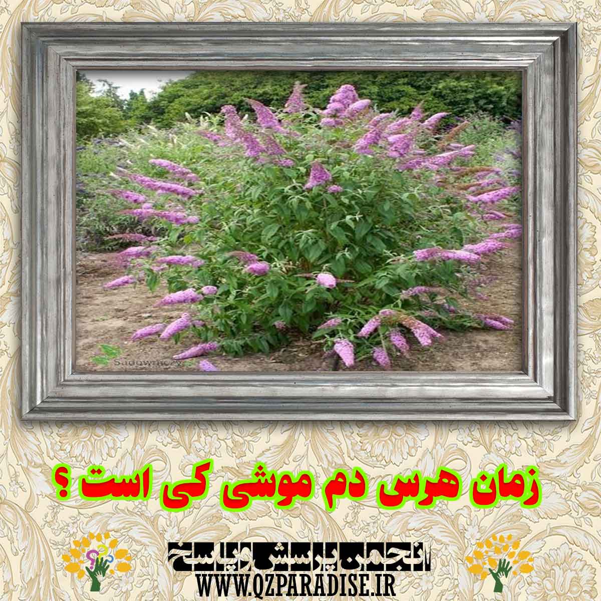 زمان هرس دم موشی کی است؟ e9a398a083d20425830d2d8d1187ef7033cbf193 290 - زمان هرس دم موشی کی است؟