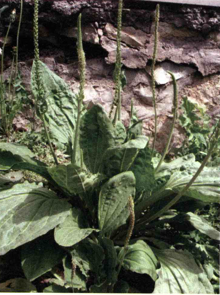 e9ce29c915b37b8841f8584a704c3e0c37678d8f 14 - کود مناسب گیاه بارهنگ چیست و چه خاصیتی دارد؟