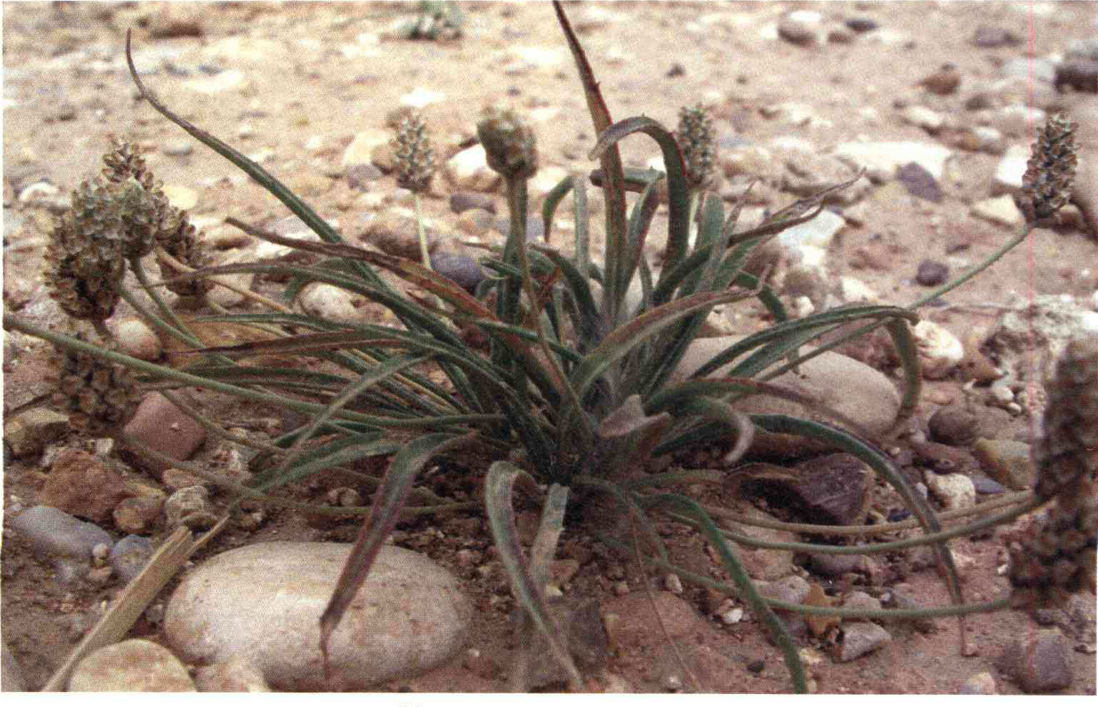 ea3c1f2065e85bee7a85550917b3173d847e6126 14 - کود مناسب گیاه بارهنگ تخم مرغی ، اسفرزه چیست و چه خاصیتی دارد؟