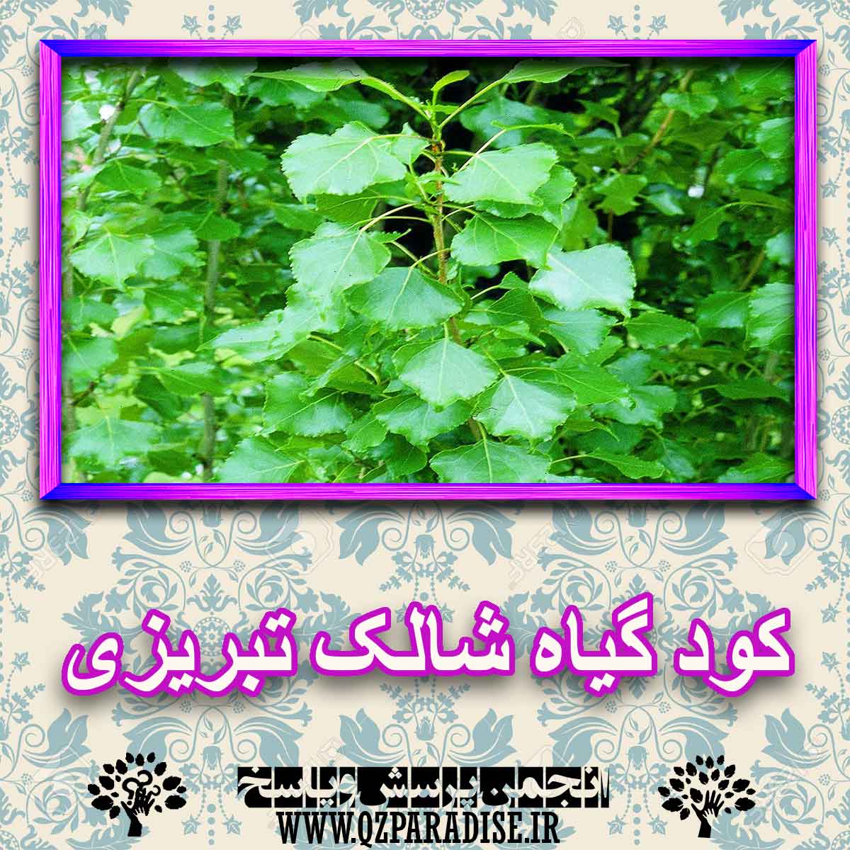 کود مناسب گیاه شالک تبریزی چیست و چه خاصیتی دارد؟ eadd47a4fe31beb3b14949637a91f69394168bf8 227 - کود مناسب گیاه شالک تبریزی چیست و چه خاصیتی دارد؟