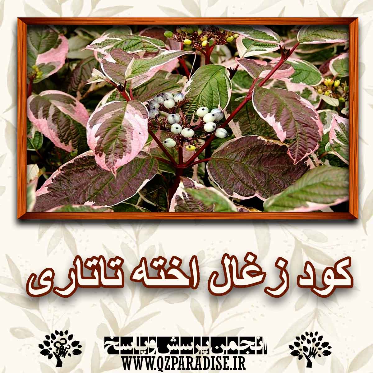 کود مناسب گیاه زغال اخته تاتاری را شرح دهید ؟ eaeeac24df2434a9da7b26959f091b4a18457851 147 - کود مناسب گیاه زغال اخته تاتاری را شرح دهید ؟