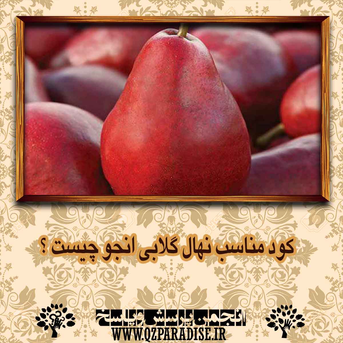 کود مناسب نهال گلابی انجو چیست ؟ eb072d81f11d35d4c2309bbe045e810d5a223a7e 14 - کود مناسب نهال گلابی انجو چیست ؟