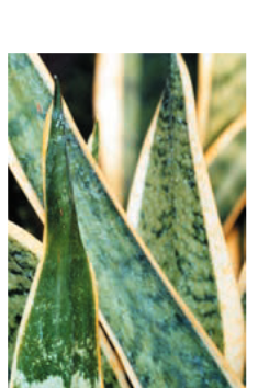 اصول داشت و تکثیر سانسوریا کدامند؟ توضیح دهید . eb19162f5c289d19731dfa47cb39e25280396a85 335 - اصول داشت و تکثیر سانسوریا کدامند؟ توضیح دهید .