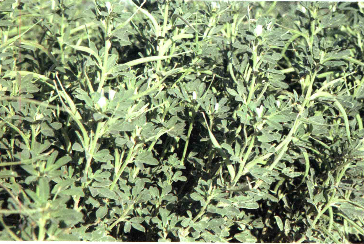 کود مناسب گیاه شنبلیله چیست و چه خاصیتی دارد؟ eb8329f3a443c1bc5bde2b4bb674c026784f4c89 14 - کود مناسب گیاه شنبلیله چیست و چه خاصیتی دارد؟