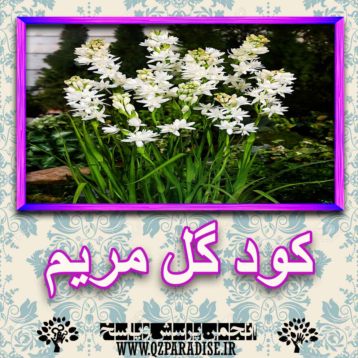 خواص استفاده از کود گل مریم را شرح دهید ؟ ec59c500259b8432fd91db1813ec5f9379d63931 227 - خواص استفاده از کود گل مریم را شرح دهید ؟