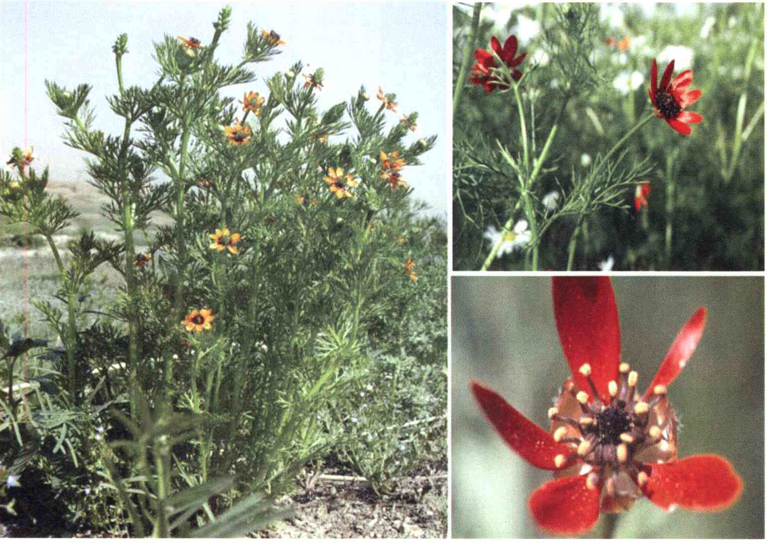 کود مناسب گیاه چشم خروس آتشین چیست و چه خاصیتی دارد؟ ec9434d6ba2b4269b6f03ad1005ed4af9cd4b31c 14 - کود مناسب گیاه چشم خروس آتشین چیست و چه خاصیتی دارد؟