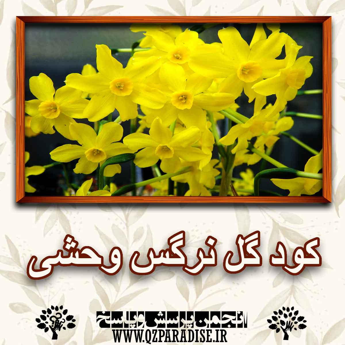 خواص و فواید کود گل نرگس وحشی را شرح دهید ؟ ed12c939da9bde082eecf7b7167c0eb3b92a231e 227 - خواص و فواید کود گل نرگس وحشی را شرح دهید ؟