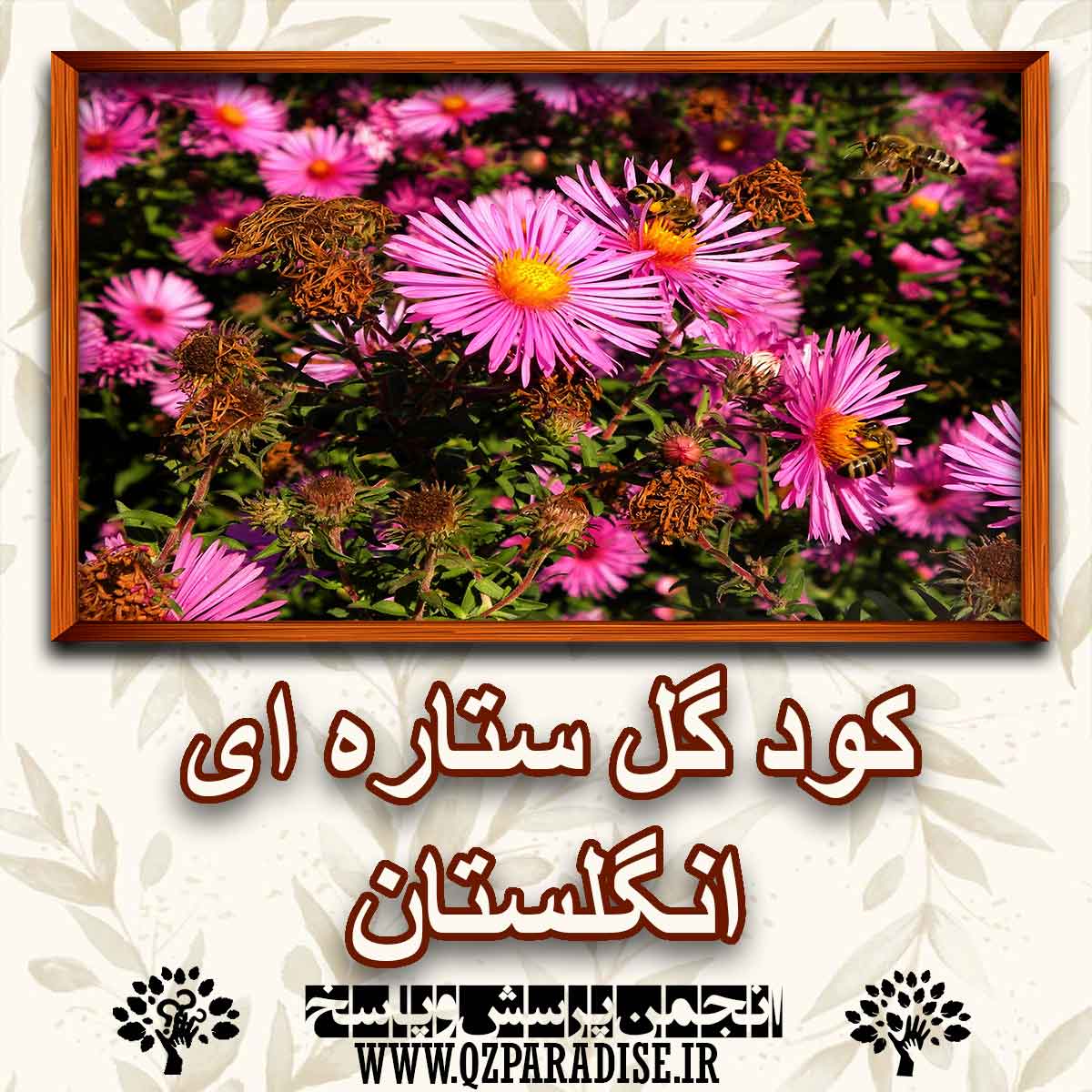 خواص و فواید کود گل ستاره ای انگلستان را شرح دهید ؟ ed62a32c1ec3e77a66a68351cda5e27927a7e141 227 - خواص و فواید کود گل ستاره ای انگلستان را شرح دهید ؟