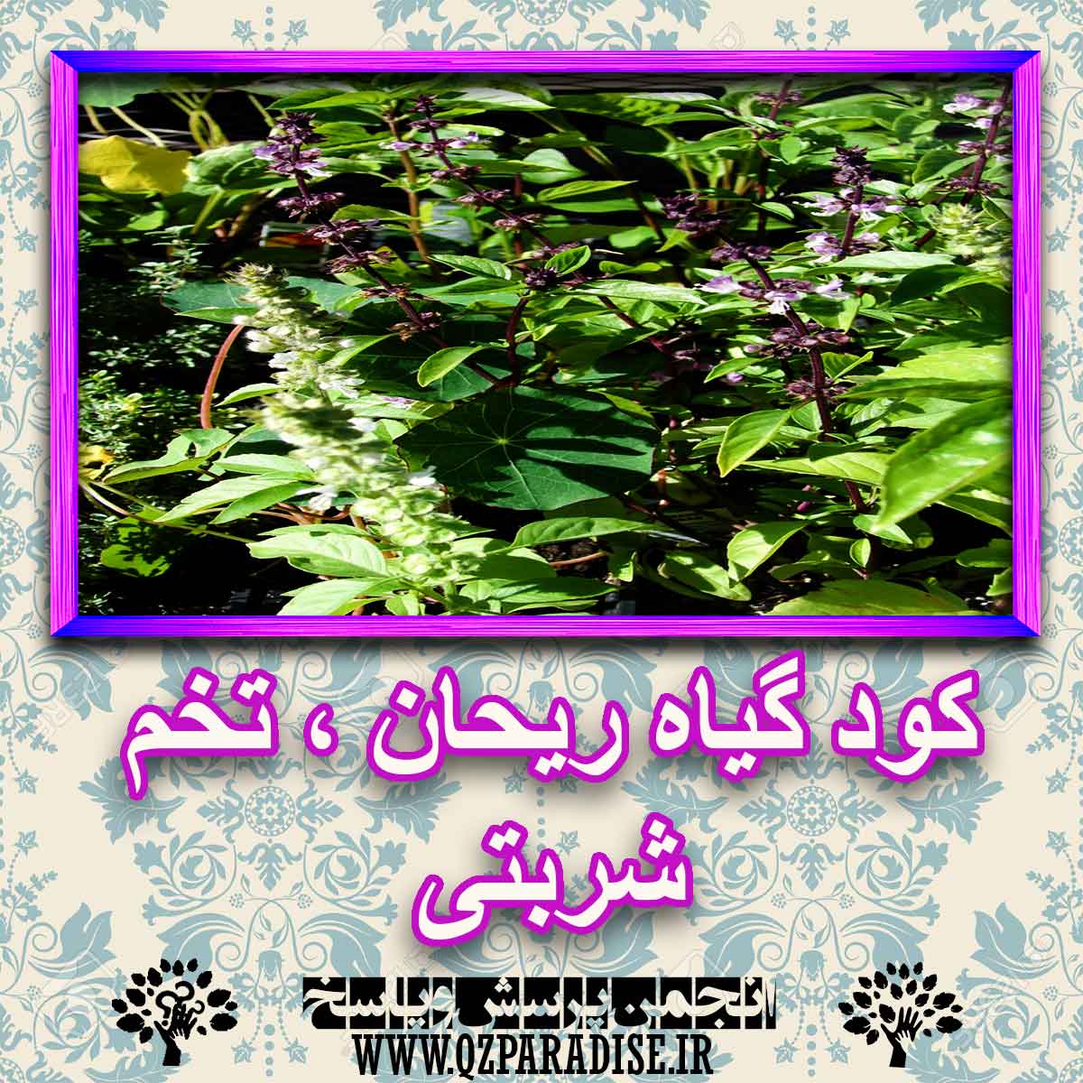 edbb3bf06d2cd71476b1545661dcecf99d3425ac 227 - خواص استفاده از گیاه-ریحان-تخم-شربتی را شرح دهید ؟