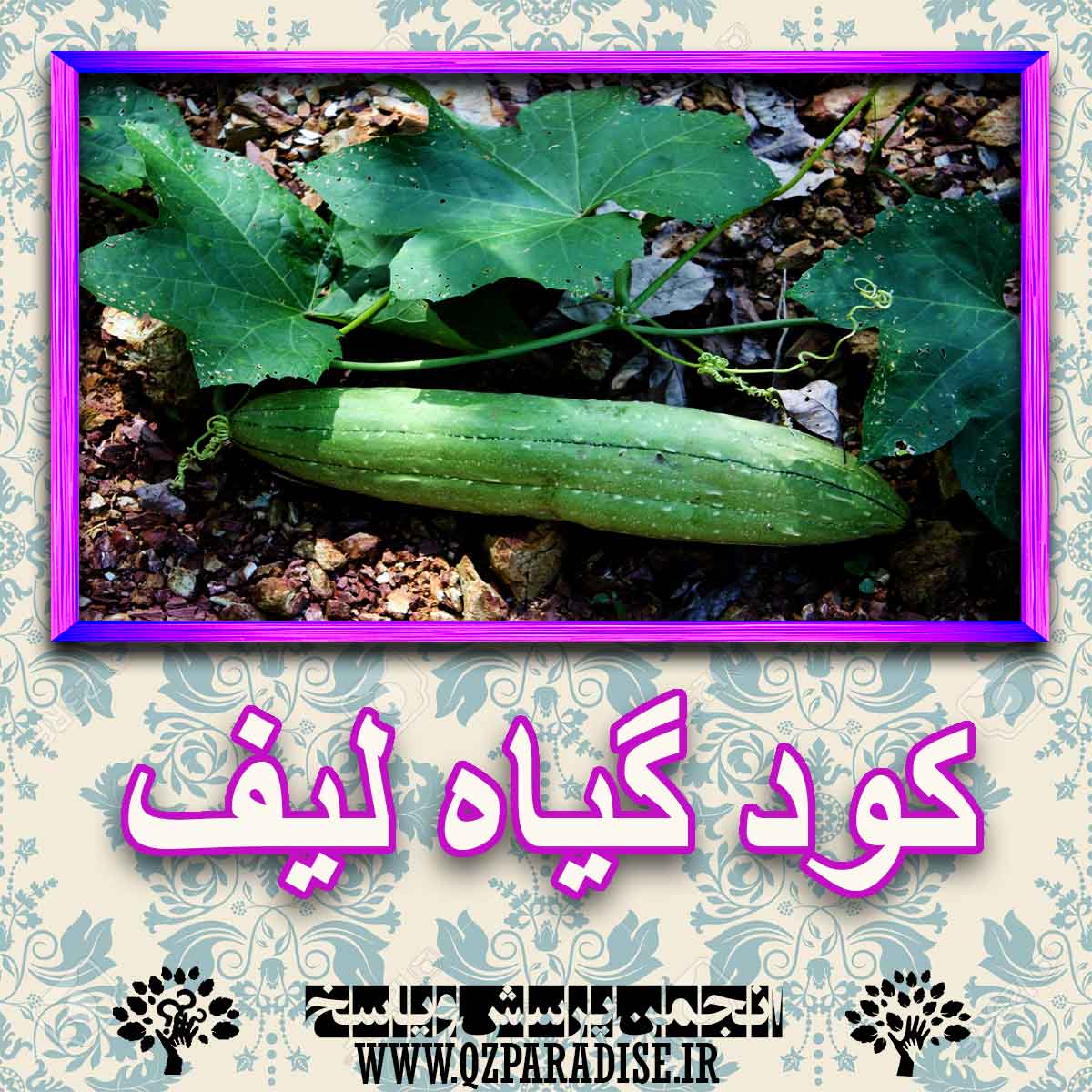 خواص استفاده از گیاه لیف را شرح دهید ؟ ee4ba68ba463ebbe1141102a2003b88aaf554475 227 - خواص استفاده از گیاه لیف را شرح دهید ؟