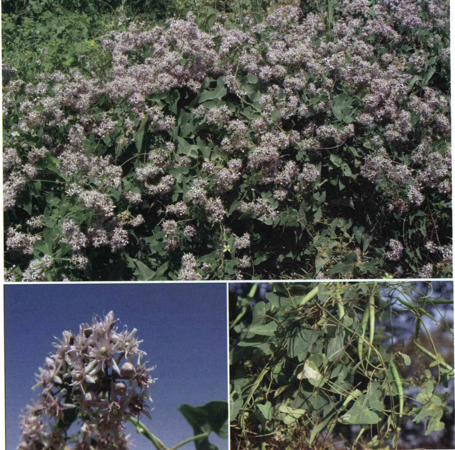 خواص استفاده از کود گیاه علف پرستو ، علف سگ کش شرح دهید ؟ ef860894791af782675464a17fa128cfd51bf300 14 - خواص استفاده از کود گیاه علف پرستو ، علف سگ کش شرح دهید ؟