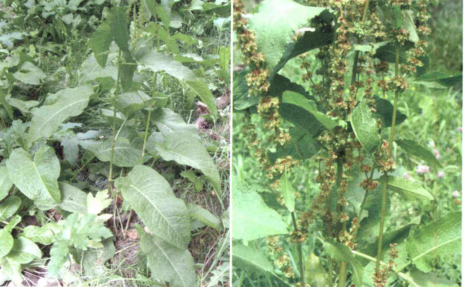 ef9c65ff657d68a2ef9be149a11bba311ad5d6b5 14 - کود مناسب گیاه ترشک برگ کند چیست و چه خاصیتی دارد؟