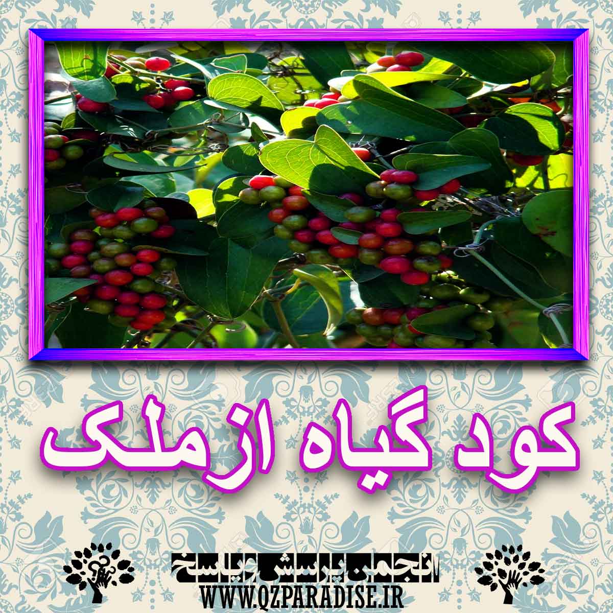 خواص استفاده از گیاه ازملک را شرح دهید ؟ efa2a062cec8233ee852a31bcfe6a956e4e63dc4 227 - خواص استفاده از گیاه ازملک را شرح دهید ؟